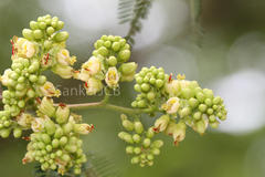 Caesalpinia coriaria